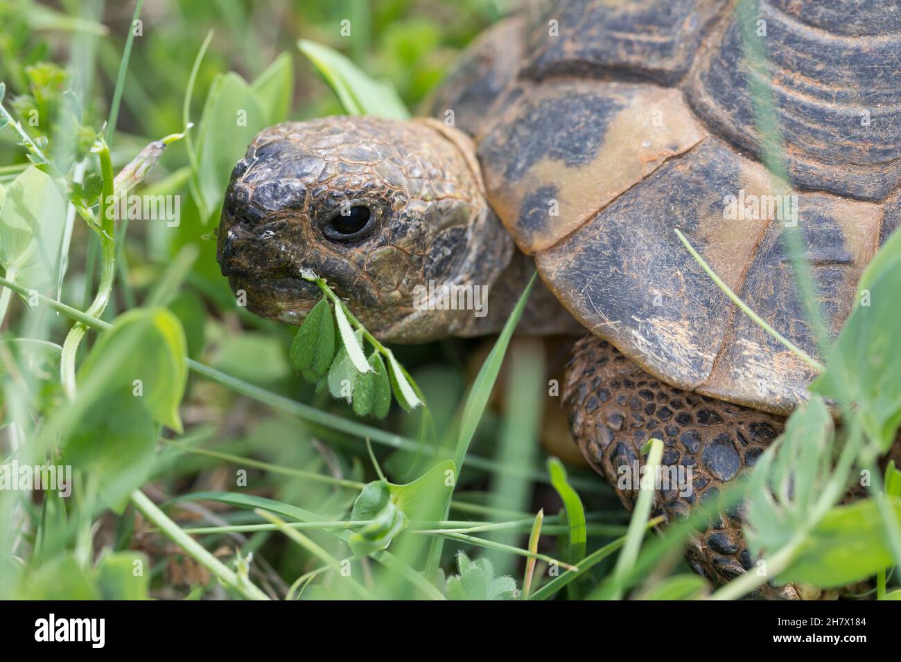 Griechische Landschildkröte, Landschildkröte, Schildkröte, Testudo hermanni, Testudo hermanni boettgeri,Tortue d'Hermann, tortue grecque, la Tortue Banque D'Images