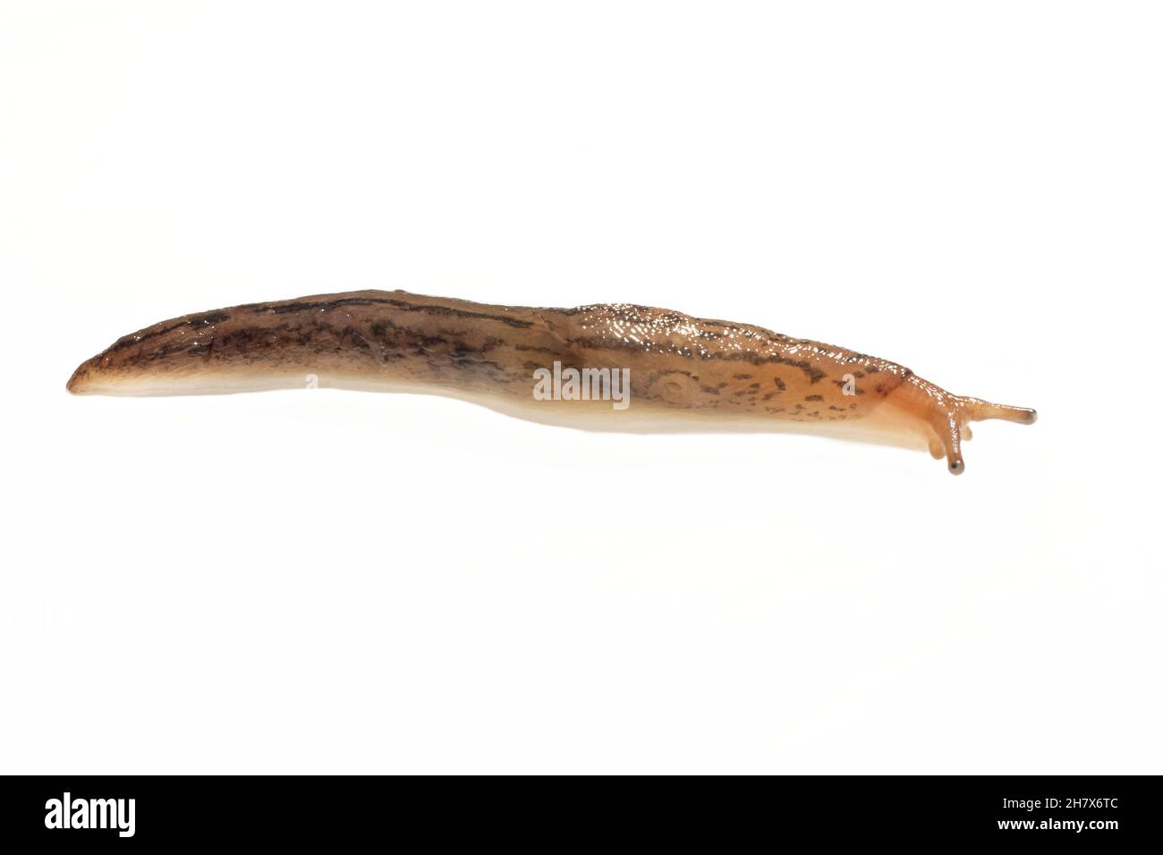 Balkan Triple bande / Slug à trois bandes (Ambigolimax nyctelius) rampant sur fond blanc, Wiltshire, Royaume-Uni, octobre. Banque D'Images Balkan Triple bande / Slug à trois bandes (Ambigolimax nyctelius) rampant sur fond blanc, Wiltshire, Royaume-Uni, octobre. Banque D'Images