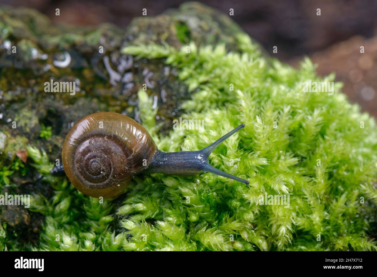 Escargot de verre brillant (Oxychilus navarricus) rampant sur un rocher de mousse dans un jardin la nuit, Wiltshire, Royaume-Uni, octobre. Banque D'Images