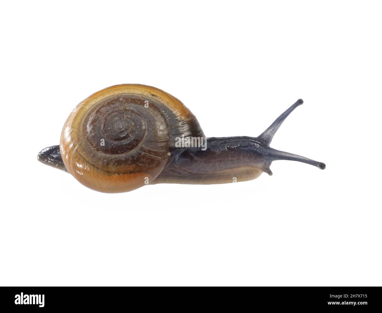 Escargot de verre brillant (Oxychilus navarricus) rampant sur fond blanc, Wiltshire, Royaume-Uni, octobre. Banque D'Images