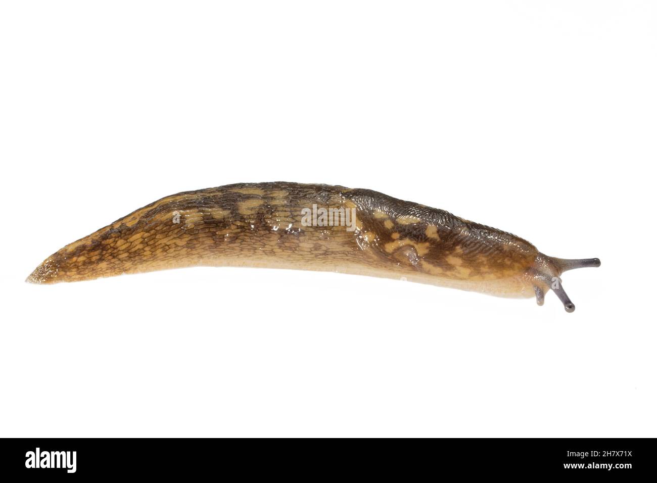 Slug jaune irlandais / Slug vert de cave (Limacus maculatus) rampant sur fond blanc, Wiltshire, Royaume-Uni, octobre. Banque D'Images Slug jaune irlandais / Slug vert de cave (Limacus maculatus) rampant sur fond blanc, Wiltshire, Royaume-Uni, octobre. Banque D'Images