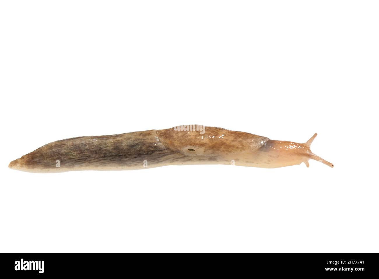 Slug en filet / Slug en champ gris (Deroceras reticulatum) rampant sur fond blanc, Wiltshire, Royaume-Uni, octobre. Banque D'Images Slug en filet / Slug en champ gris (Deroceras reticulatum) rampant sur fond blanc, Wiltshire, Royaume-Uni, octobre. Banque D'Images