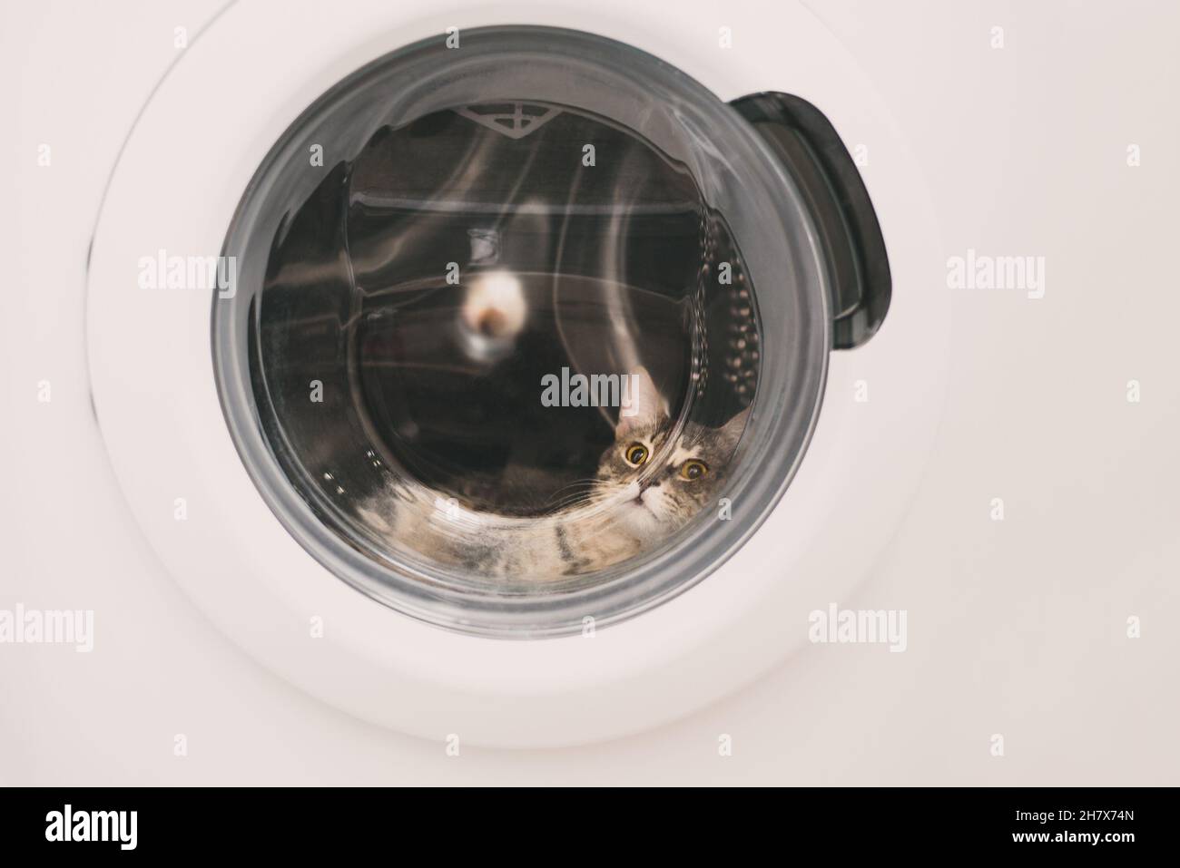 Chat gris reposant dans un lave-linge Banque D'Images