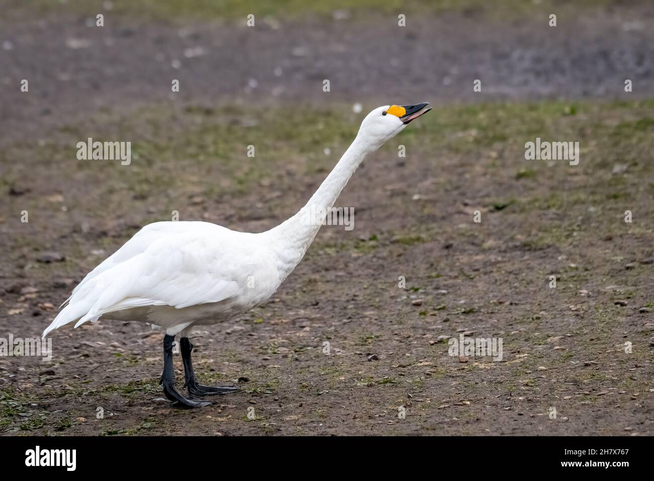 Cygne de Bewick (Cygnus columbianus bewickii) montrant un comportement dominant Banque D'Images