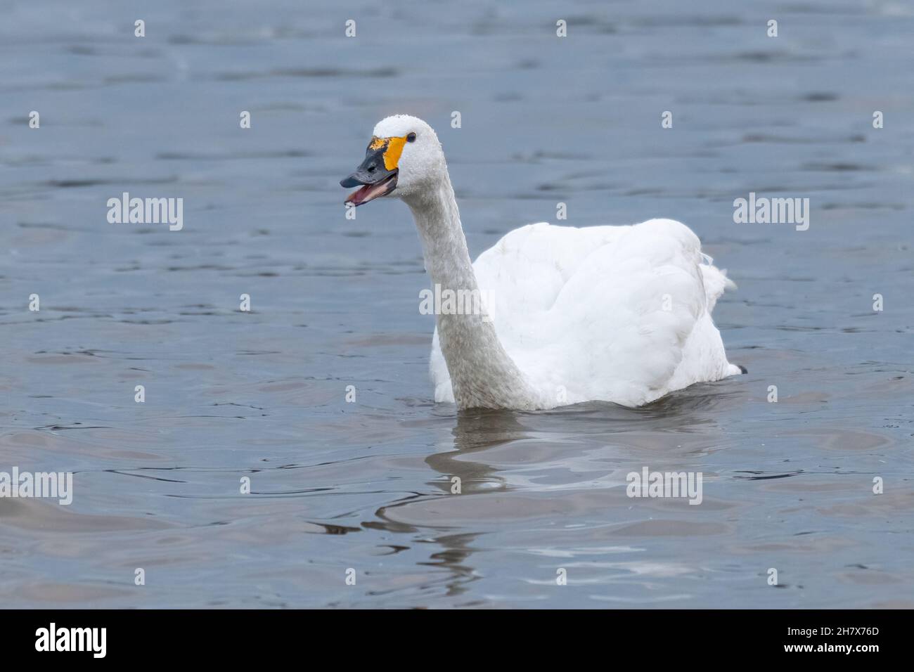 Cygne de Bewick (Cygnus columbianus bewickii) montrant un comportement dominant Banque D'Images