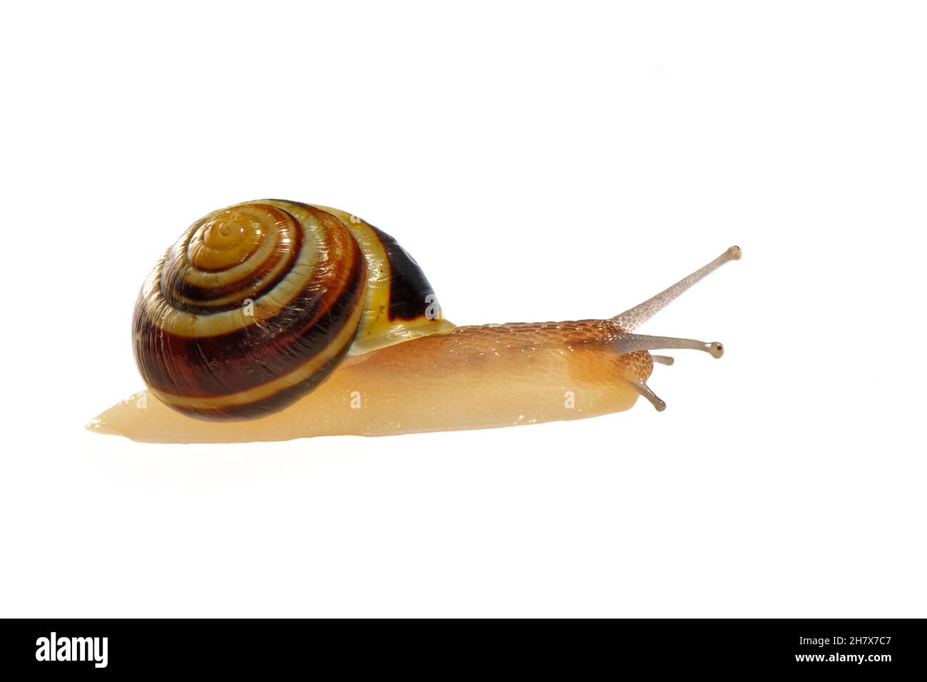 Escargot à lèvres blanches (Cepaea hortensis) rampant sur fond blanc, Wiltshire, Royaume-Uni, octobre. Banque D'Images Escargot à lèvres blanches (Cepaea hortensis) rampant sur fond blanc, Wiltshire, Royaume-Uni, octobre. Banque D'Images
