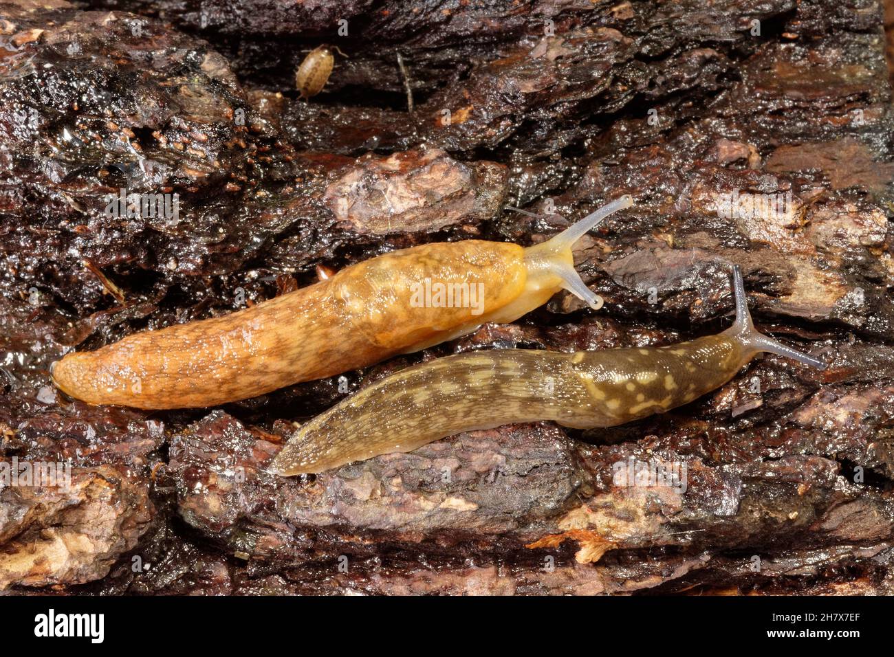 Slug de cave jaune (Limacus flavus), Slug de haut et d'irlandais jaune / Slug de cave verte (Limacus maculatus) fond rampant sur une bûche, Wiltshire, Royaume-Uni. Banque D'Images