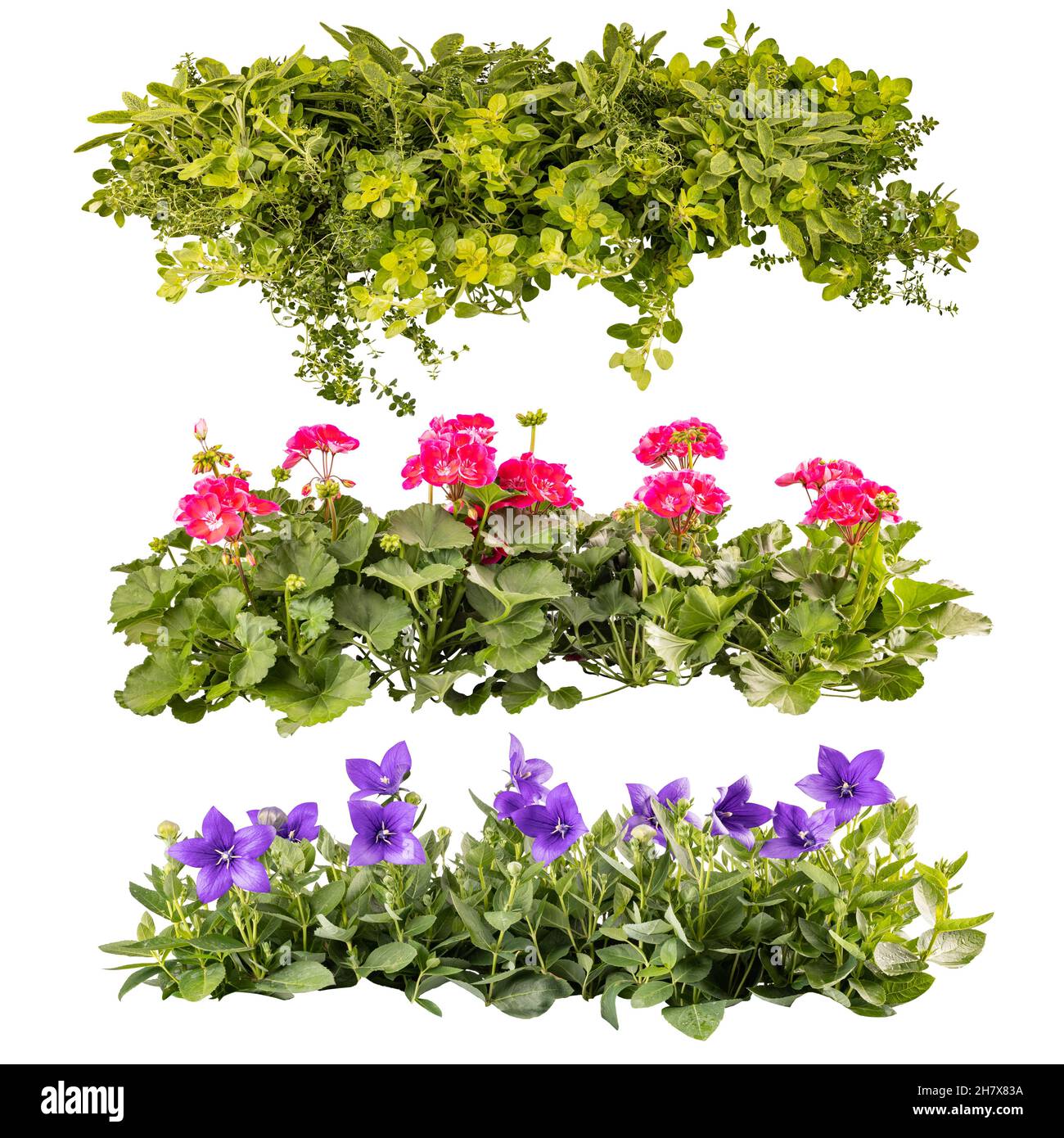 Collage de magnifiques fleurs de balcon d'été en rangées, isolées sur fond blanc Banque D'Images
