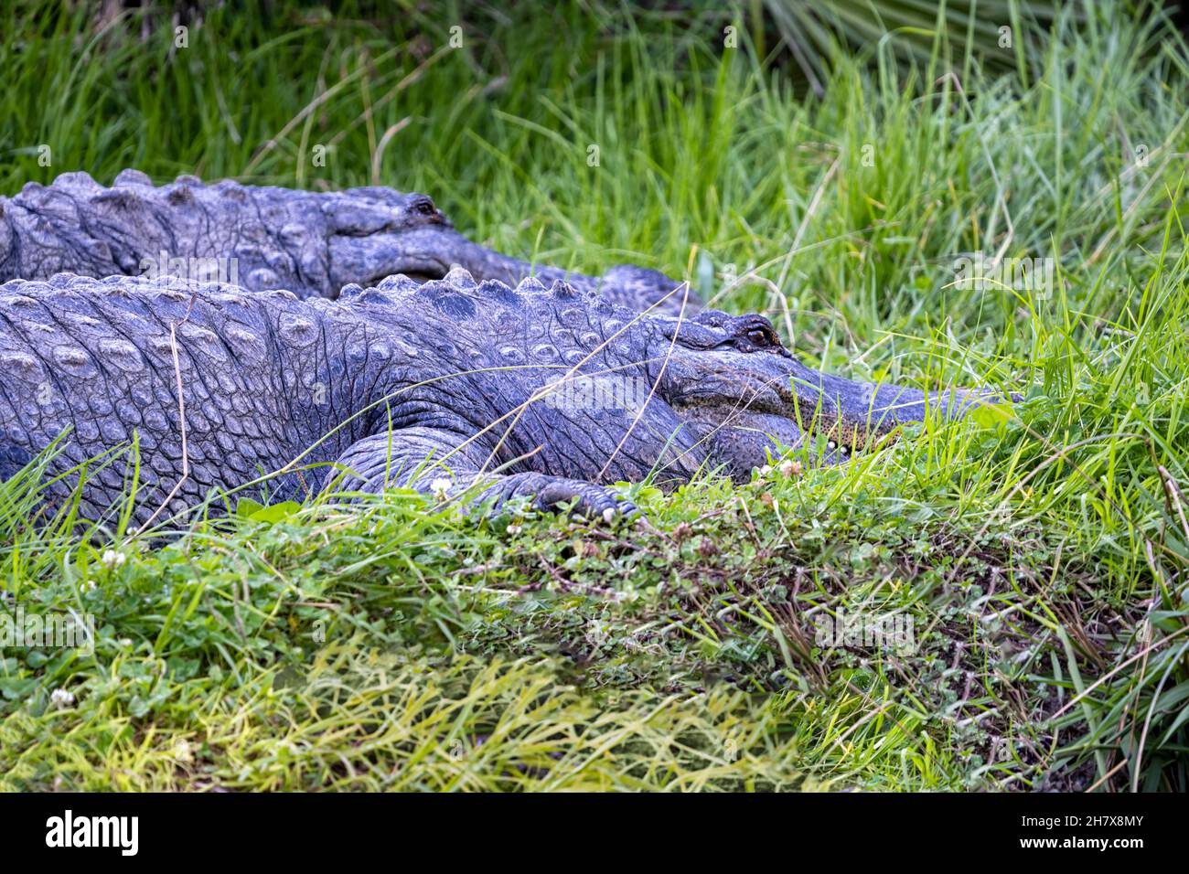 Deux alligators américains qui se trouvent dans une grande herbe verte. Banque D'Images