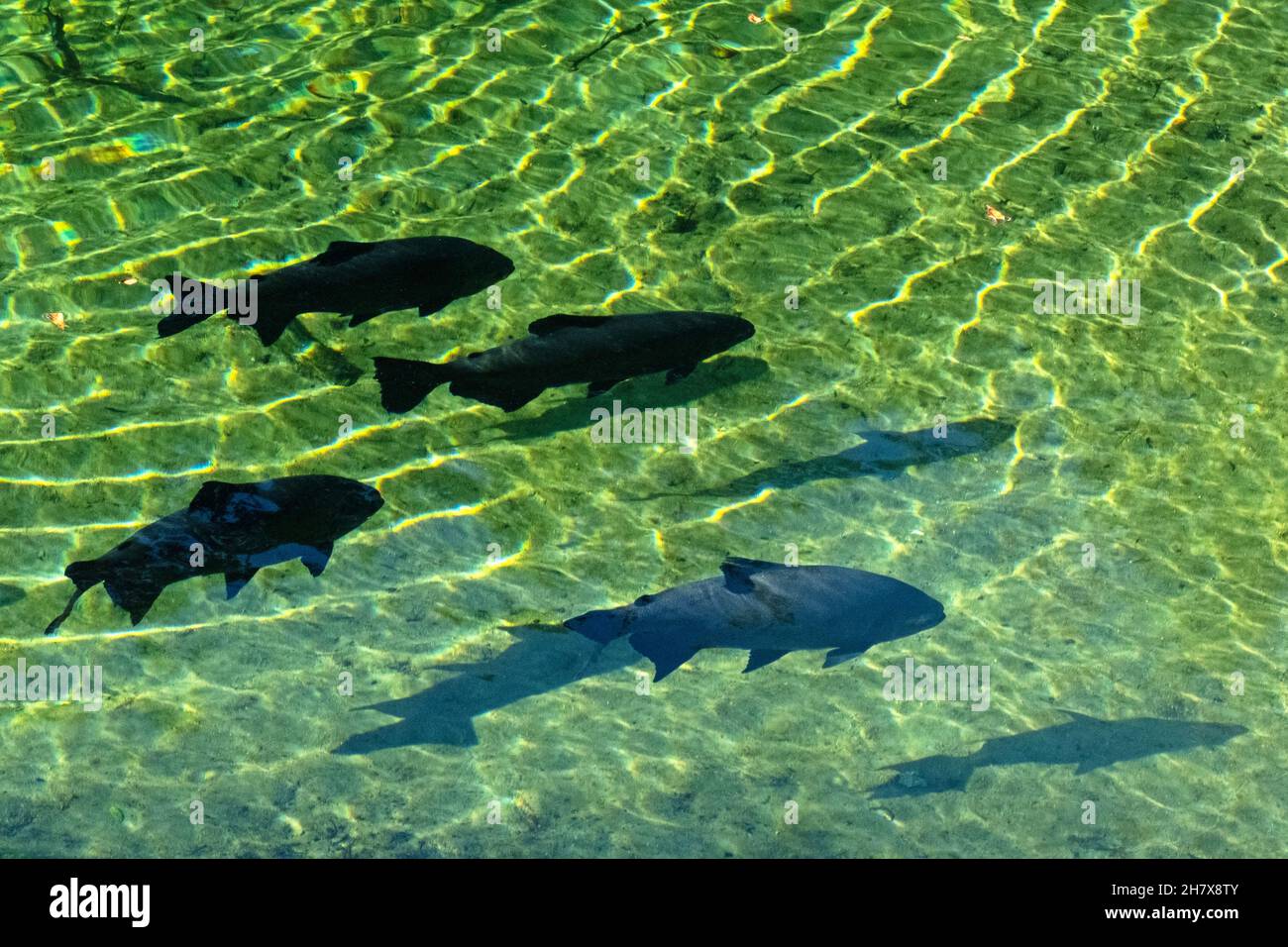 Poissons sspi noirs / tambaqui (Colossoma macropomum) au parc national Blue Spring près de Orange City, comté de Volusia, Floride, États-Unis / USA Banque D'Images Poissons sspi noirs / tambaqui (Colossoma macropomum) au parc national Blue Spring près de Orange City, comté de Volusia, Floride, États-Unis / USA Banque D'Images