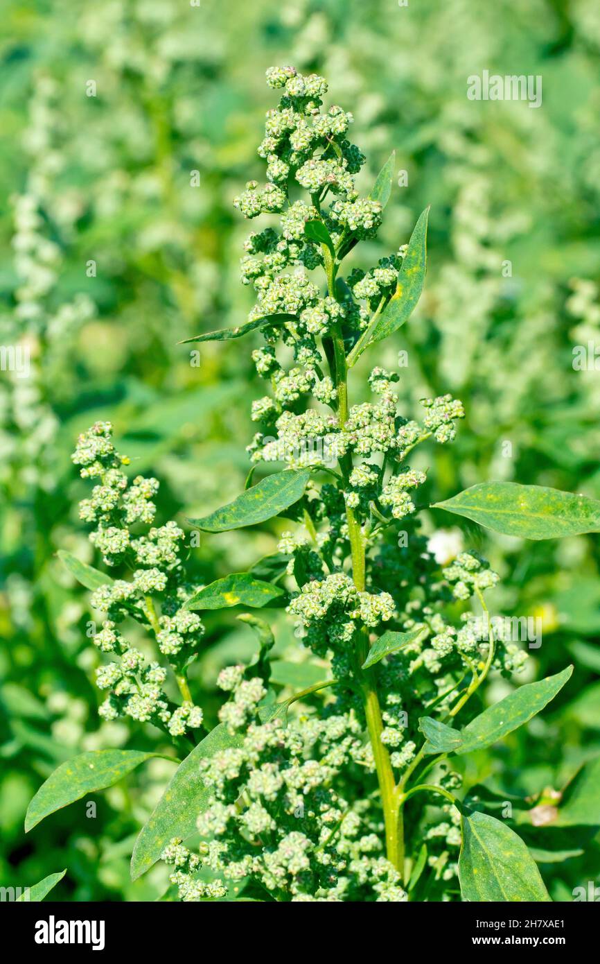 FAT Hen (album de chenopodium), gros plan d'une plante à fleurs qui grandit parmi une masse d'autres. Banque D'Images