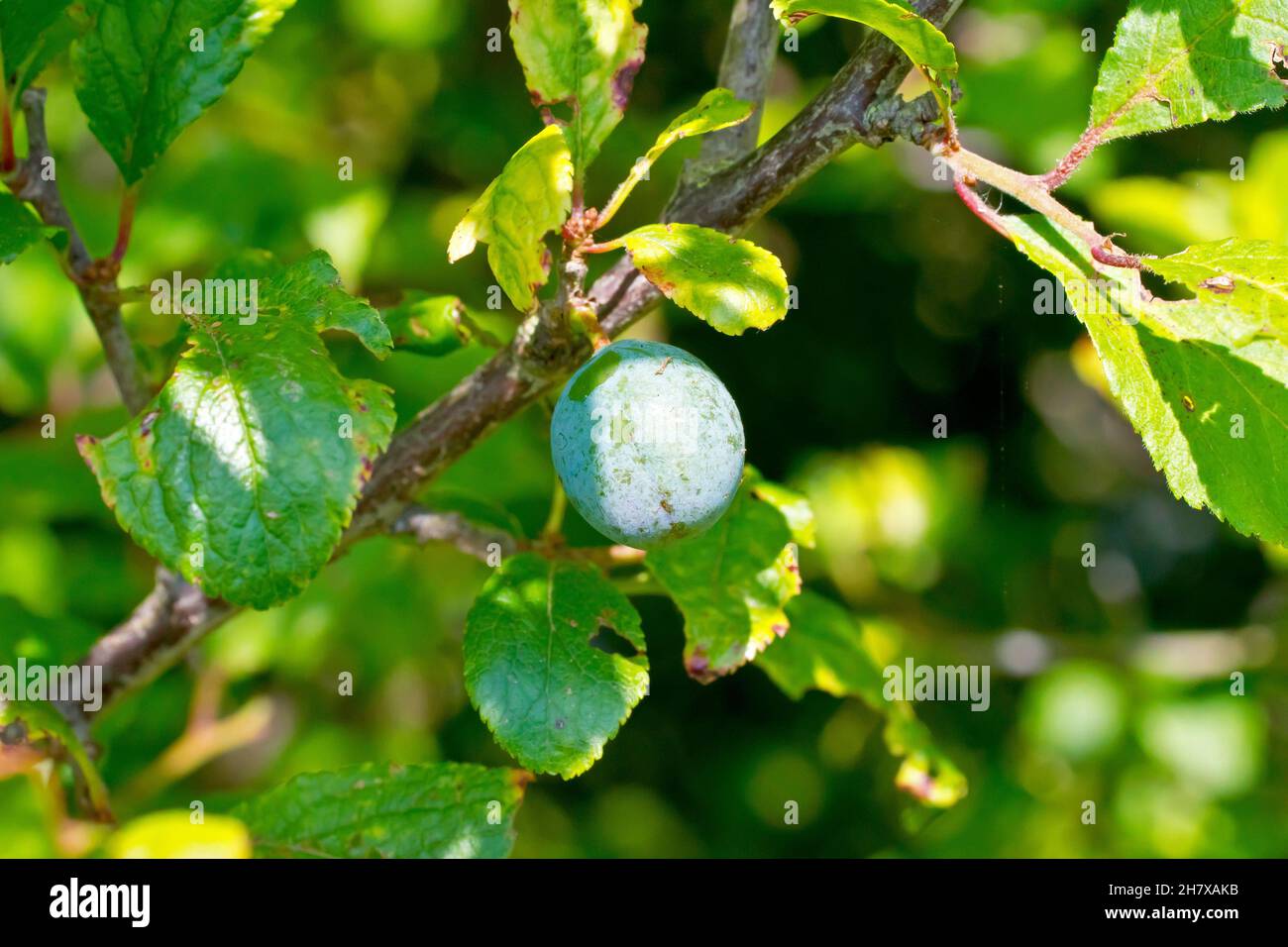 Sloe ou Blackthorn (prunus spinosa), gros plan montrant une seule baie bleuâtre ou une seule baie de sloe mûrissant sur la brousse sous le soleil de la fin de l'été. Banque D'Images