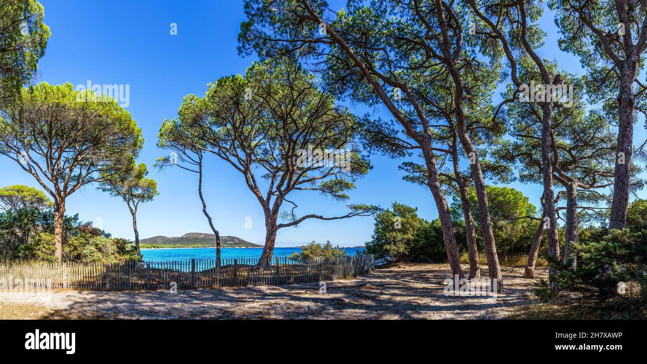 Paysage avec pins à la plage de Palombaggia, île Corse, France Banque D'Images