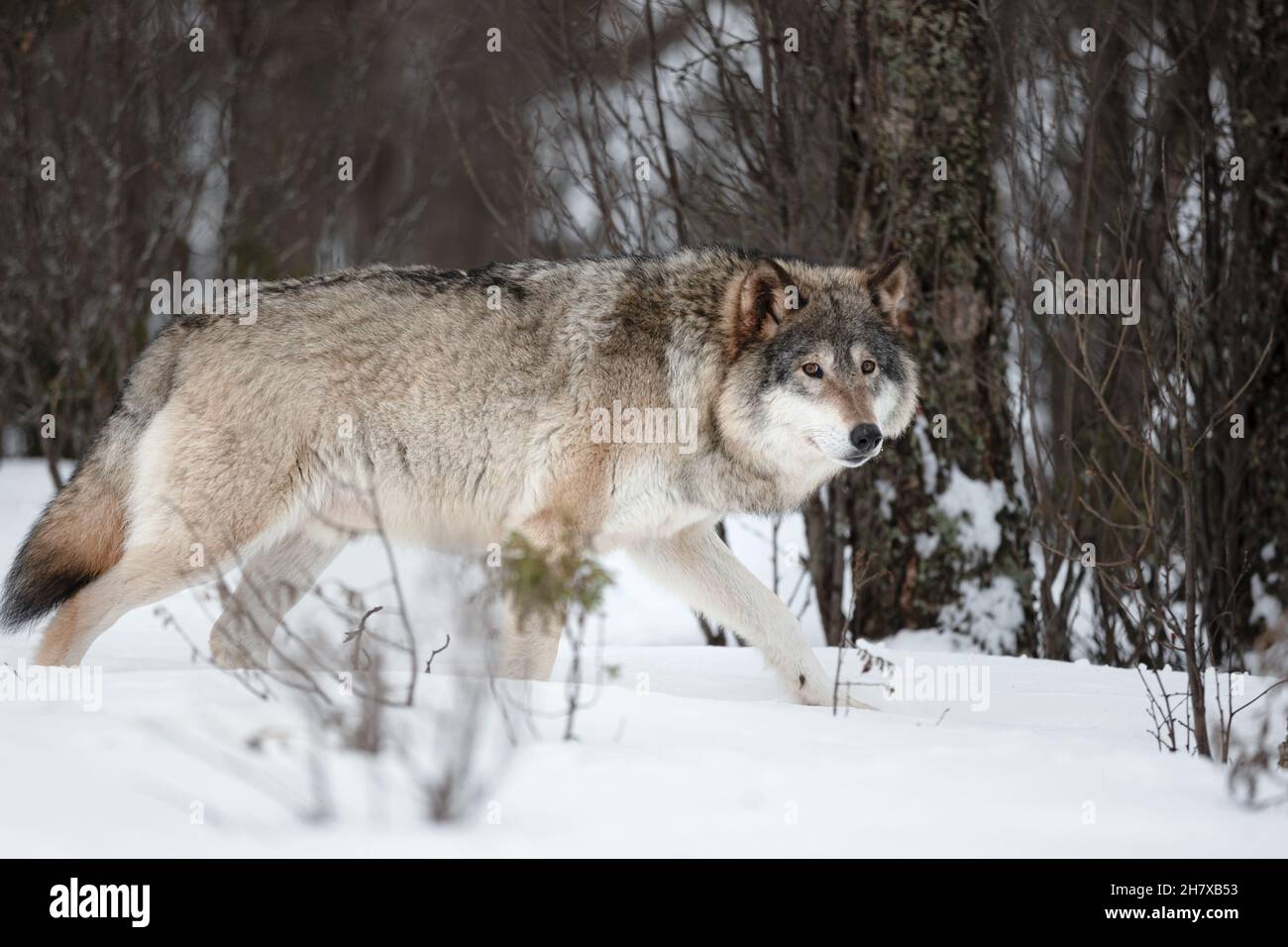 Vue latérale de l'alerte Canis Lupus marchant sur la neige Banque D'Images