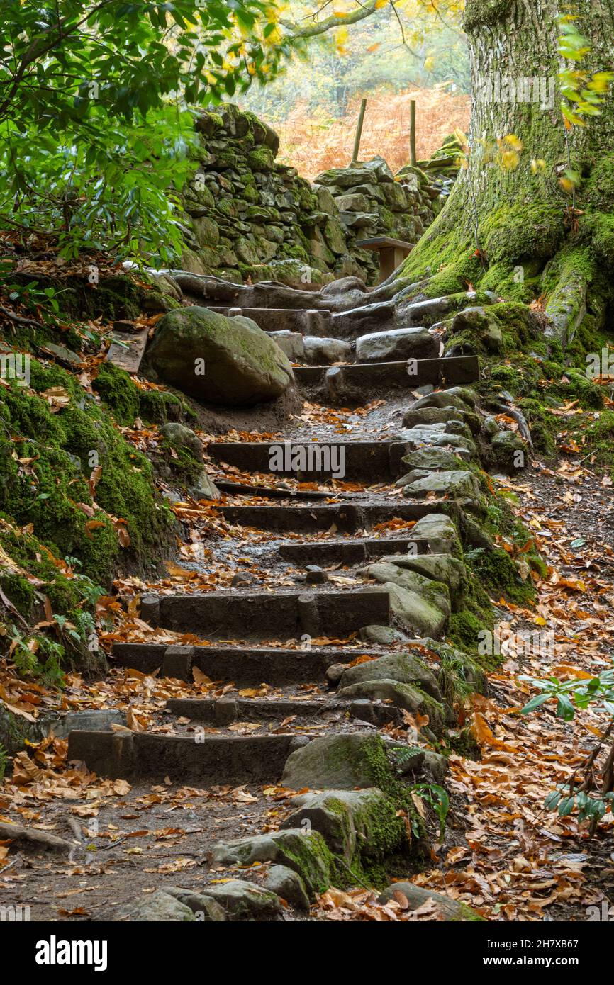 Marches en pierre sur le sentier menant à la chute d'eau d'Aira Force dans le parc national du Lake District, Cumbria, Angleterre, Royaume-Uni, en automne ou en novembre Banque D'Images