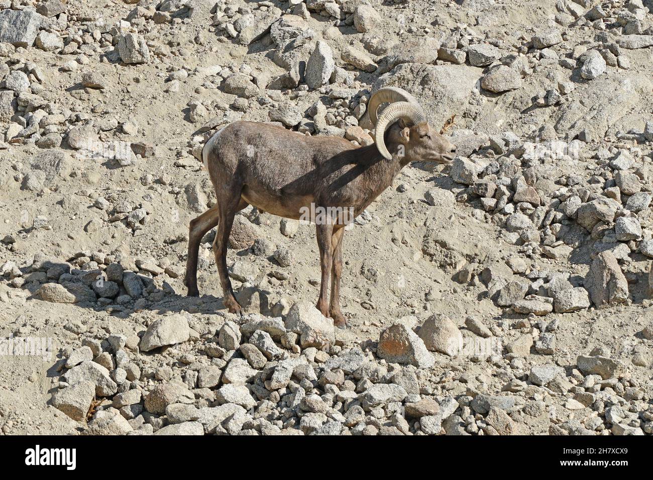 Mouflon Désert Banque D'Images