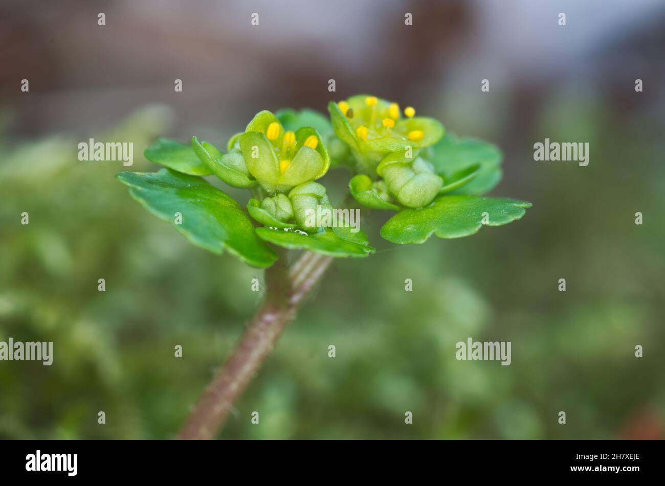 Macro fleur photo de Chrysosplenium alternifolium, saxifrage doré, à feuilles alternées Banque D'Images