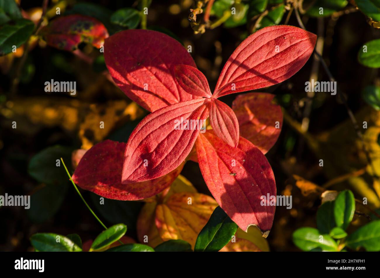 Une belle feuille de gazon suédoise rouge (Cornus suecica). Banque D'Images