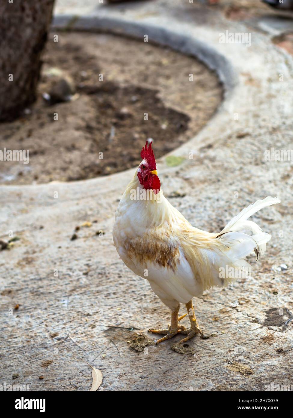 coq blanc sur la ferme de poulet. Banque D'Images