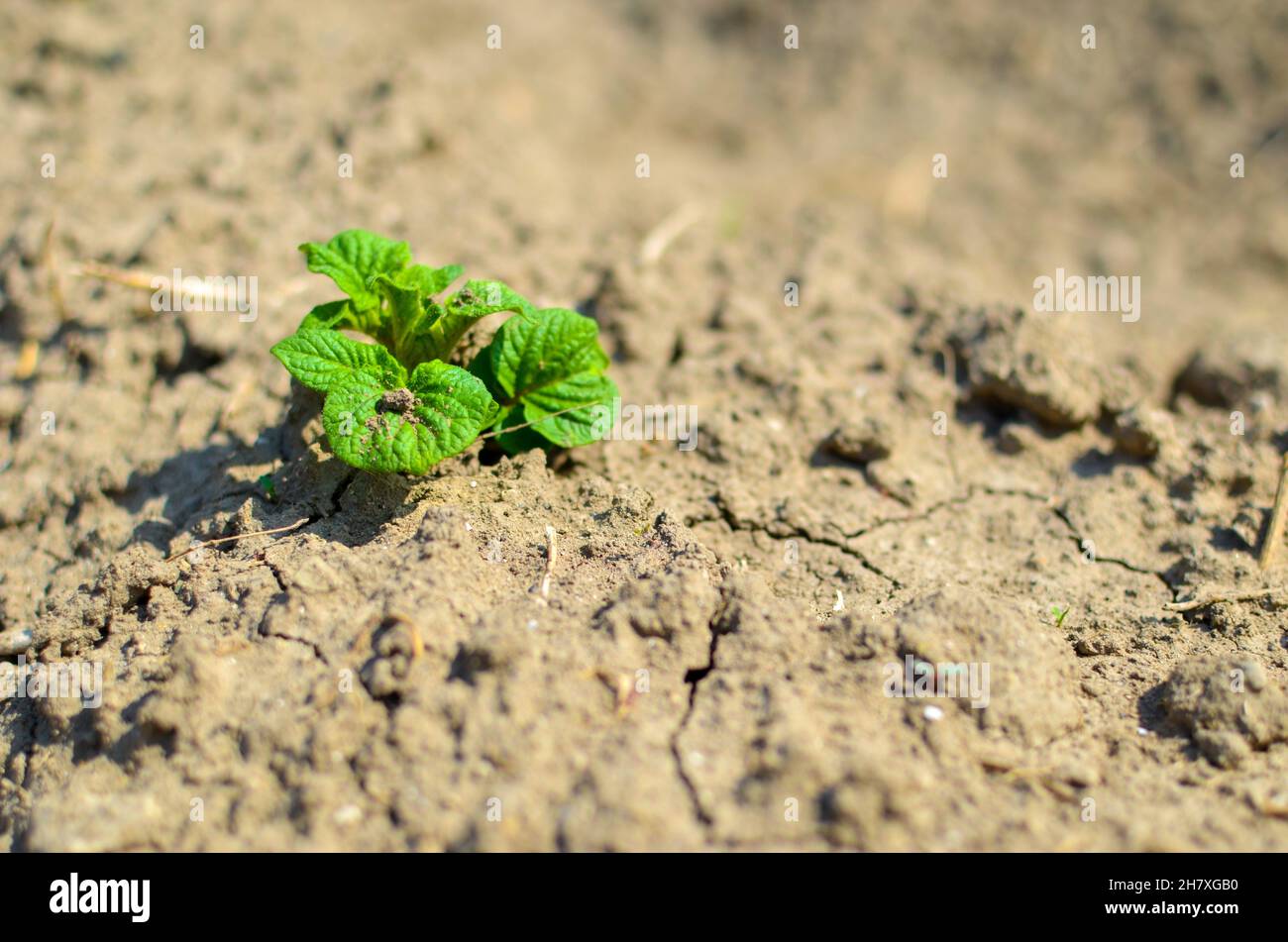 Jeune flèche verte de pommes de terre sur terre, agriculture biologique Banque D'Images