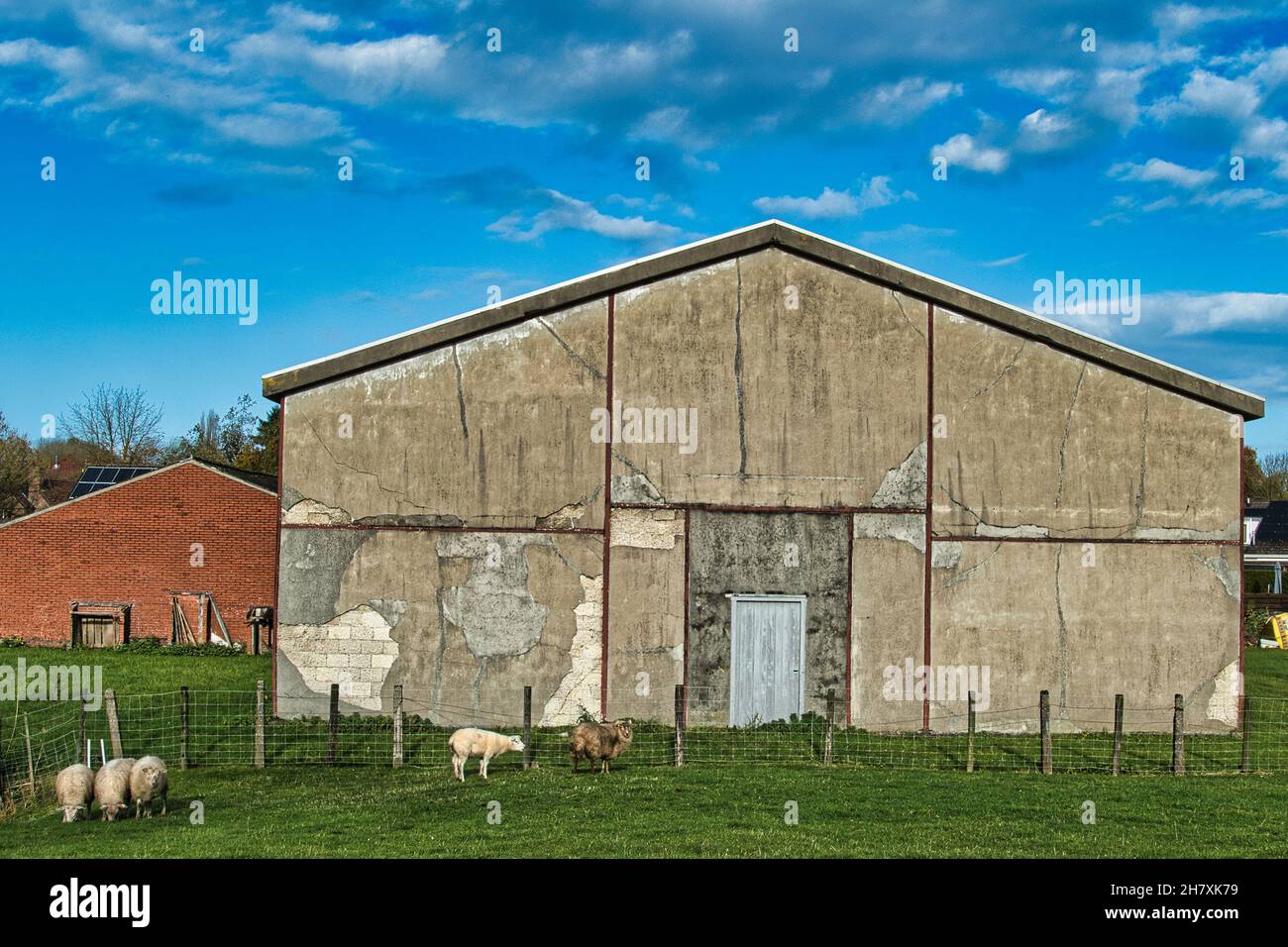 Ancienne grange en pierre négligée avec des murs fissurés, qui s'écaillent.Un couple de moutons au premier plan. Banque D'Images