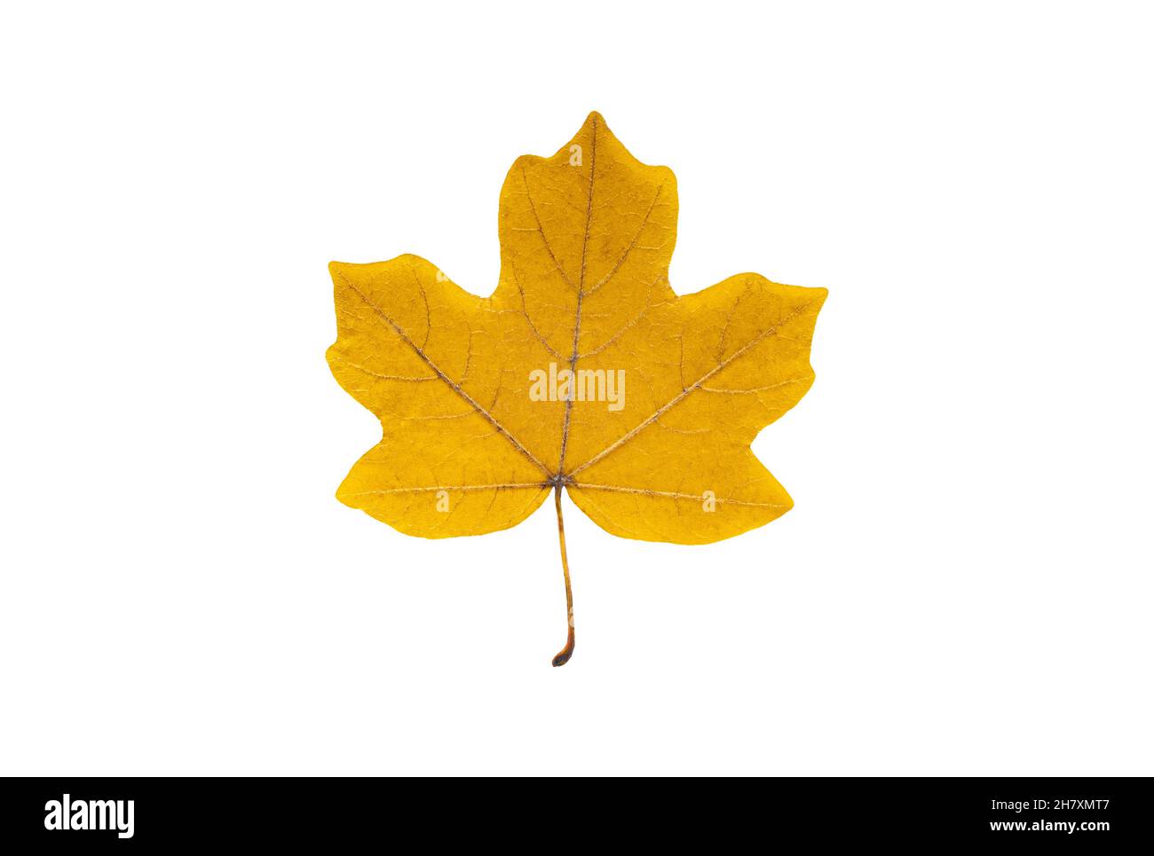 Belle feuille d'érable jaune isolée sur fond blanc Banque D'Images