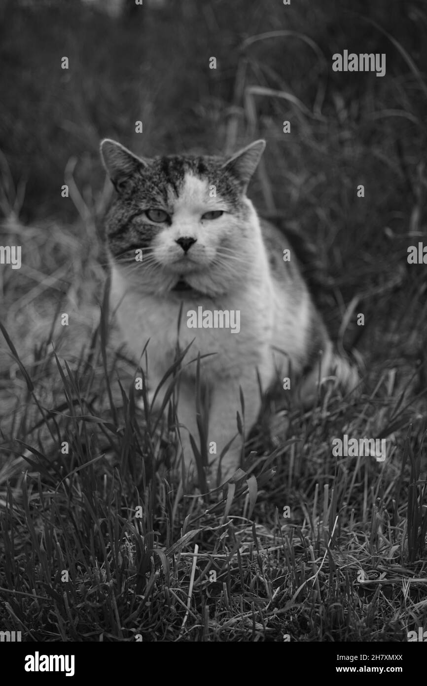 Portrait d'un joli chat triste reposant dans une grande herbe d'été.PHOTO BW. Banque D'Images