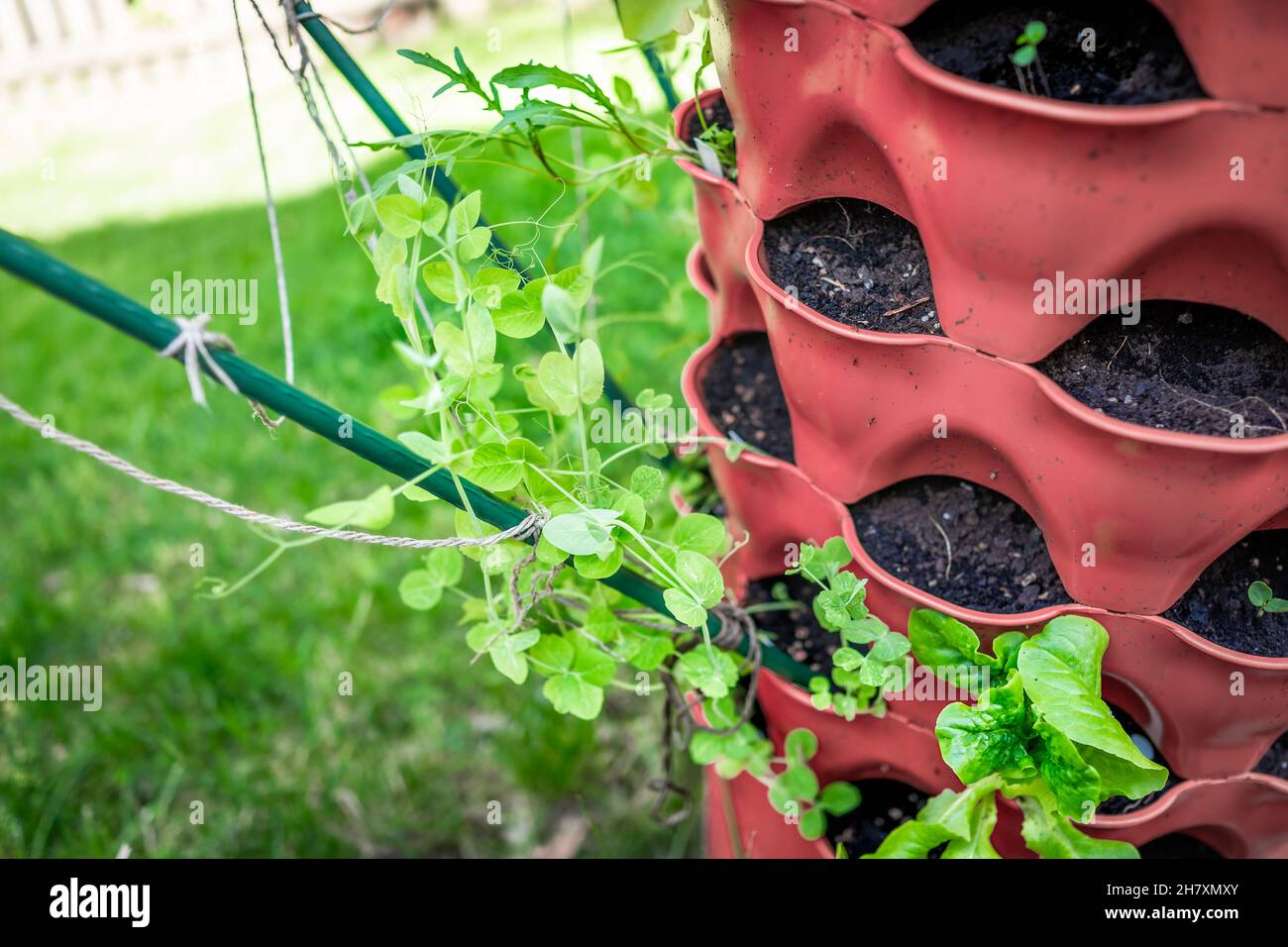 Gros plan de feuilles vertes de pois mange-tout dans la tour de jardin verticale contenant avec terre et piquets bâtons pour le trellis de plantes grimpantes Banque D'Images