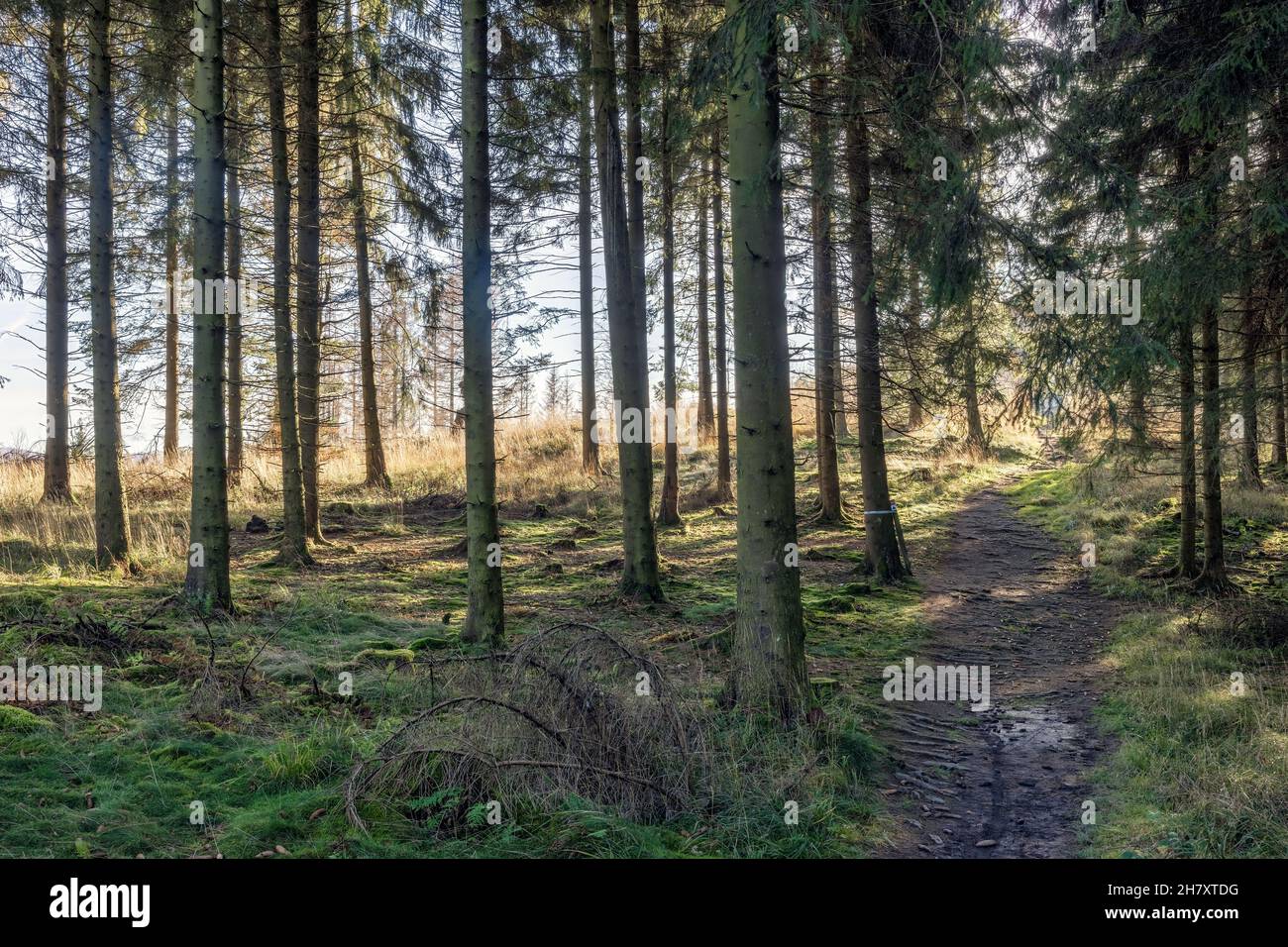 Magnifique paysage d'automne sur le sentier de randonnée de Rothaarsteig près de Brilon dans le Sauerland allemand Banque D'Images