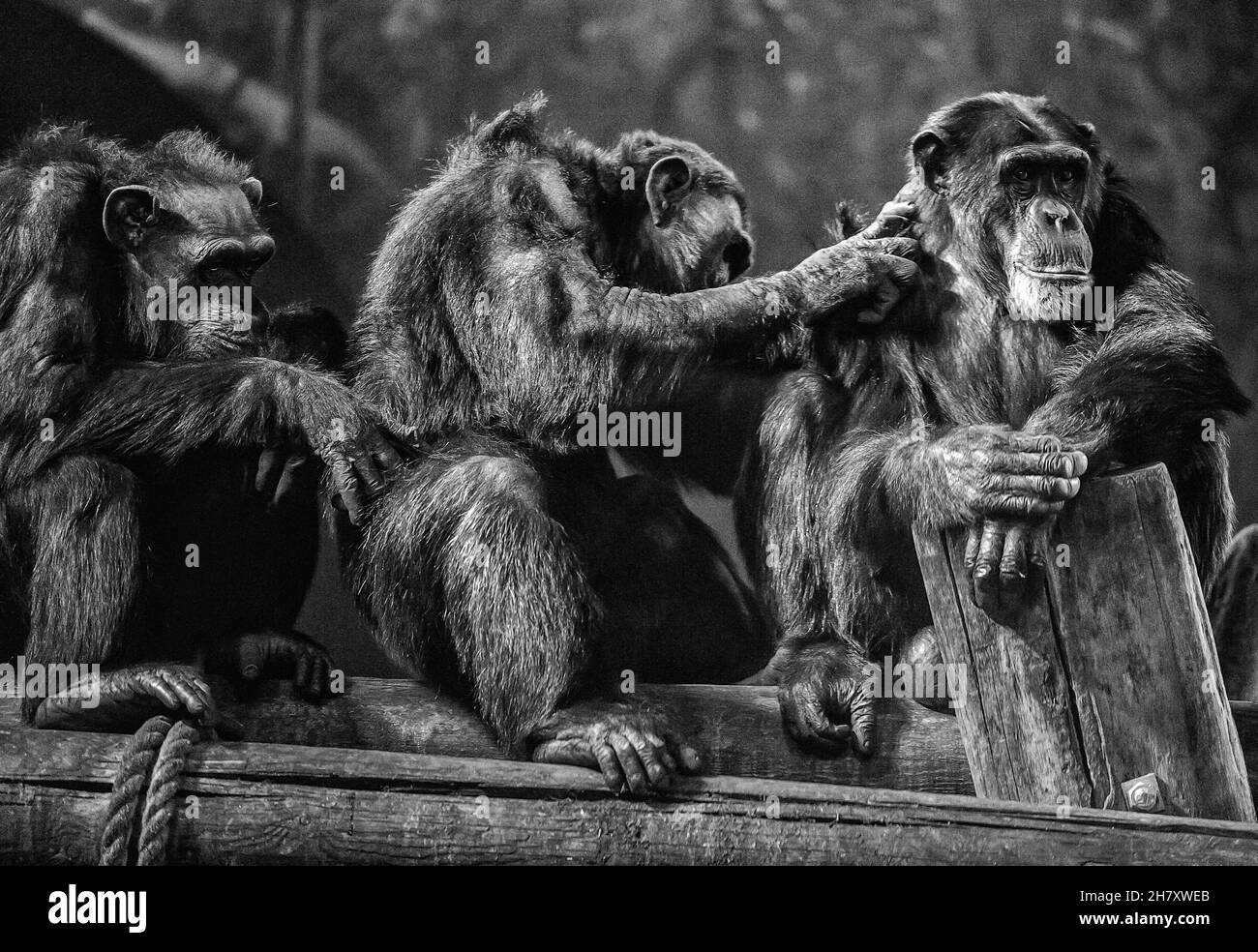 Image en noir et blanc de trois chimpanzés assis en ligne sur une poutre en bois dans l'enceinte du zoo et participant à une activité de toilettage. Banque D'Images