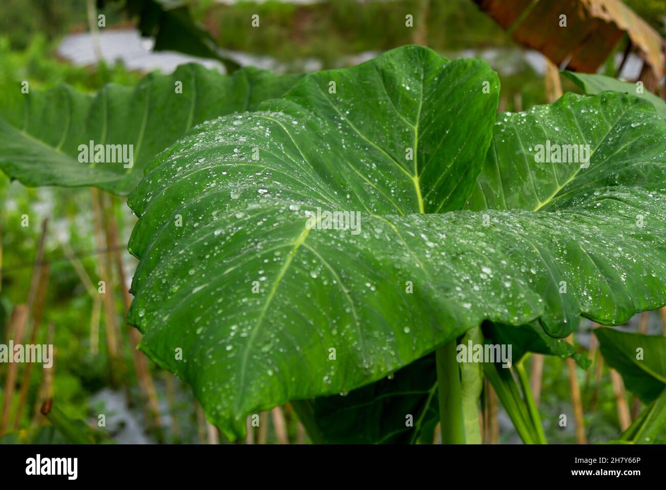 Un groupe de plantes de taro avec des feuilles vertes, encore humides avec des gouttes de rosée le matin Banque D'Images