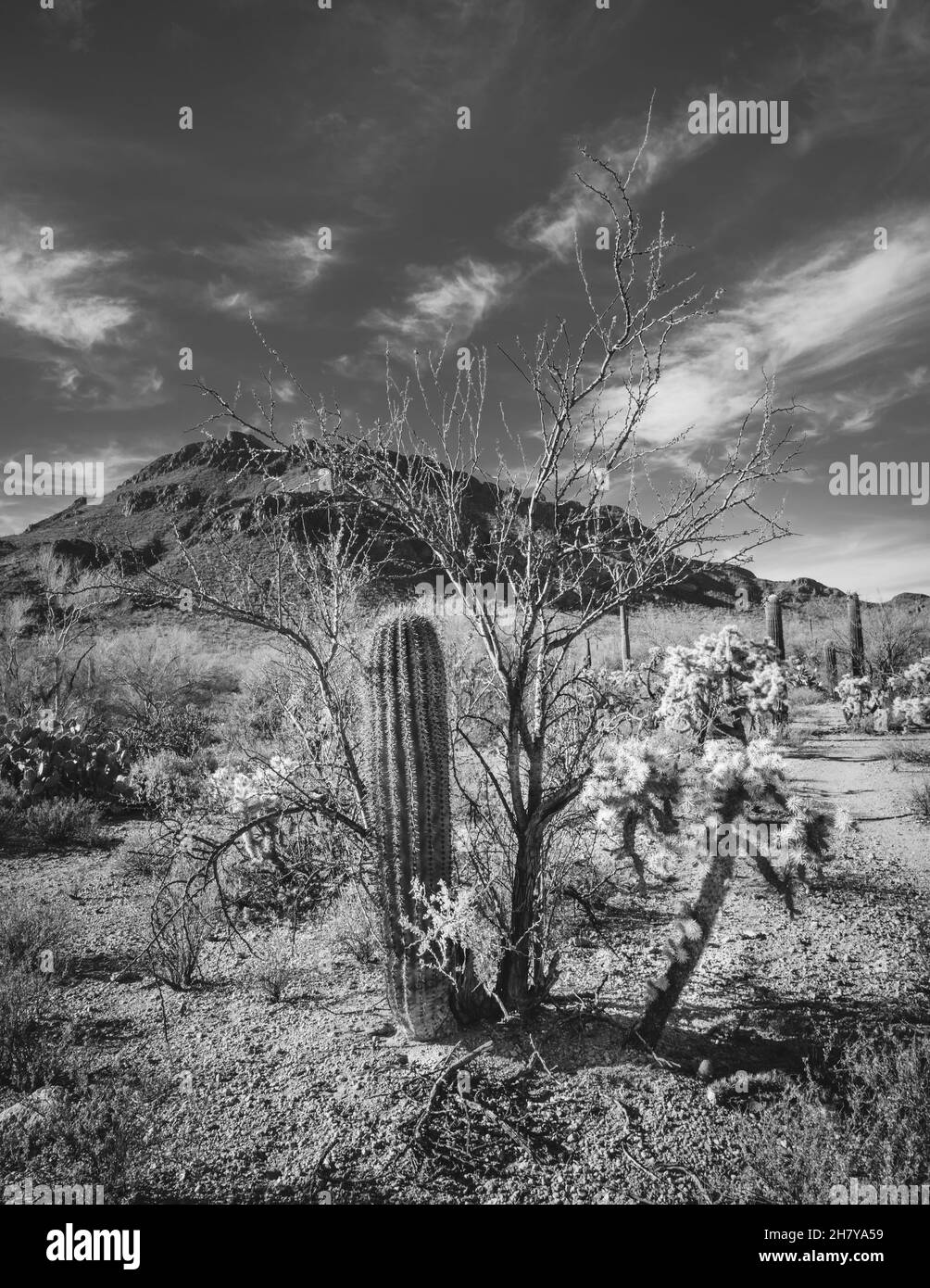 Saguaro cactus à côté du sentier de randonnée de Tucson, Arizona Banque D'Images