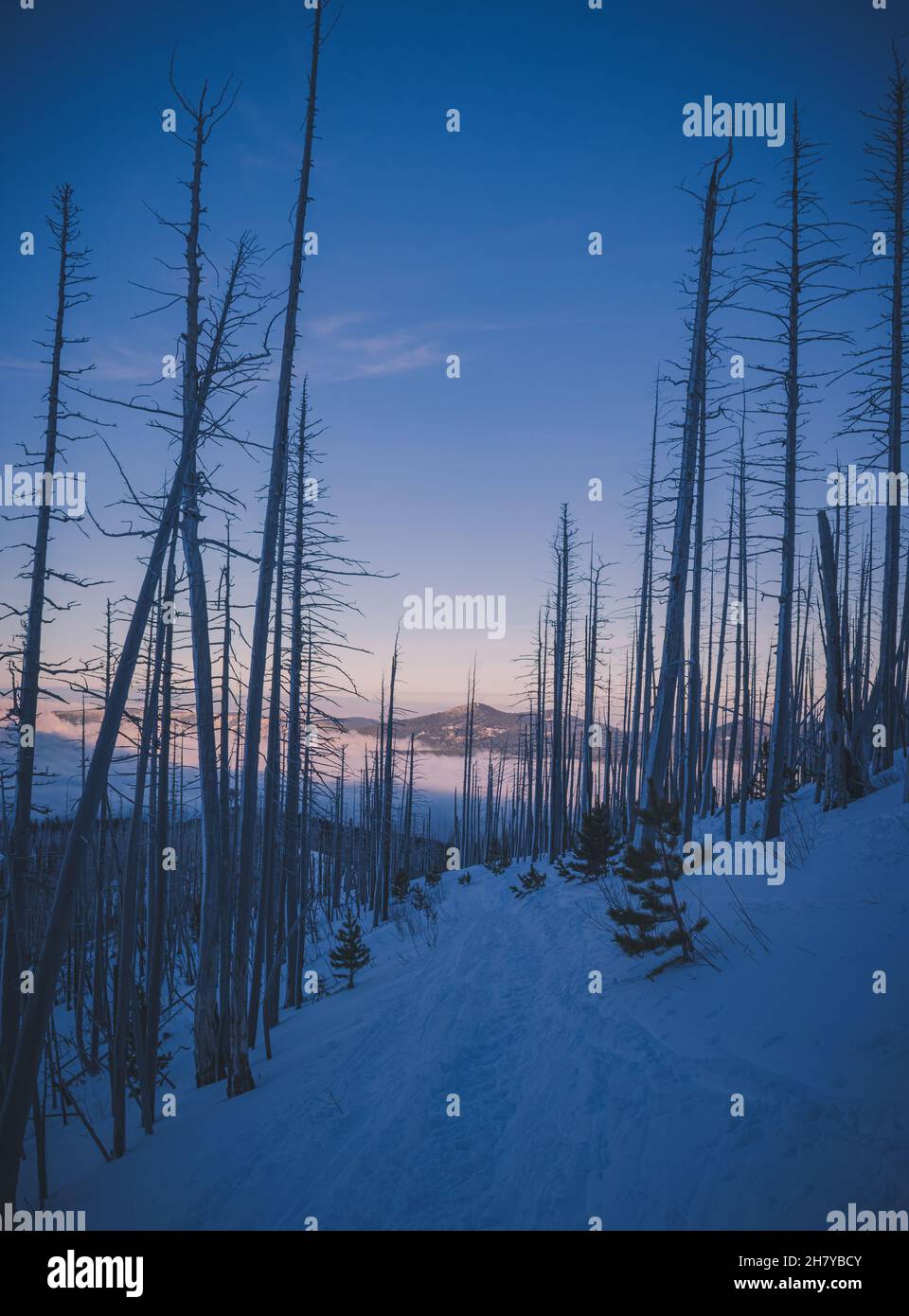 Vue sur un sommet de montagne enneigé et nuageux sur un fond de lever de soleil rose, au premier plan une forêt morte Banque D'Images