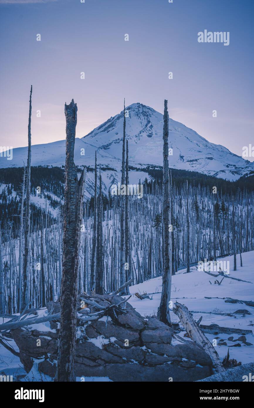 Vue sur un sommet de montagne enneigé et nuageux sur un fond de lever de soleil rose, au premier plan une forêt morte Banque D'Images
