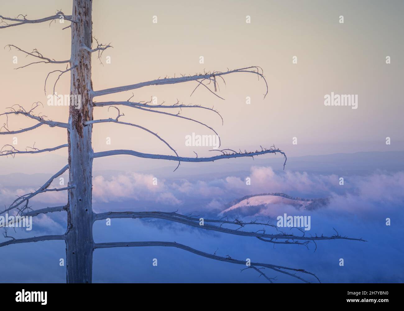 Vue sur un sommet de montagne enneigé et nuageux sur un fond de lever de soleil rose, au premier plan une forêt morte Banque D'Images