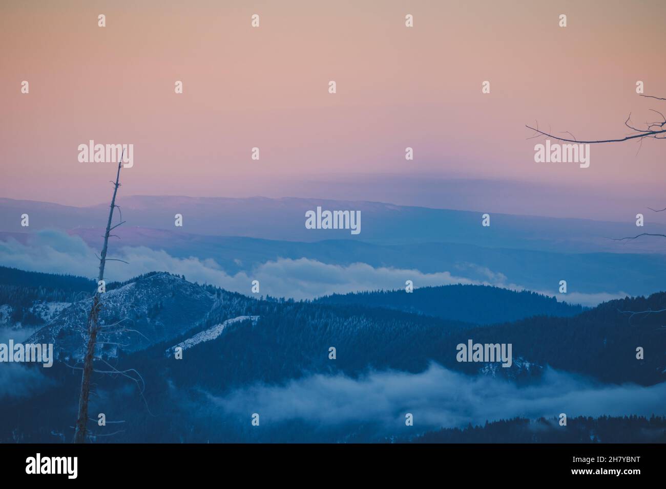 Vue sur un sommet de montagne enneigé et nuageux sur un fond de lever de soleil rose, au premier plan une forêt morte Banque D'Images