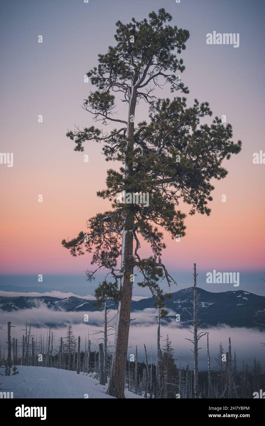 Vue sur un sommet de montagne enneigé et nuageux sur un fond de lever de soleil rose, au premier plan une forêt morte Banque D'Images