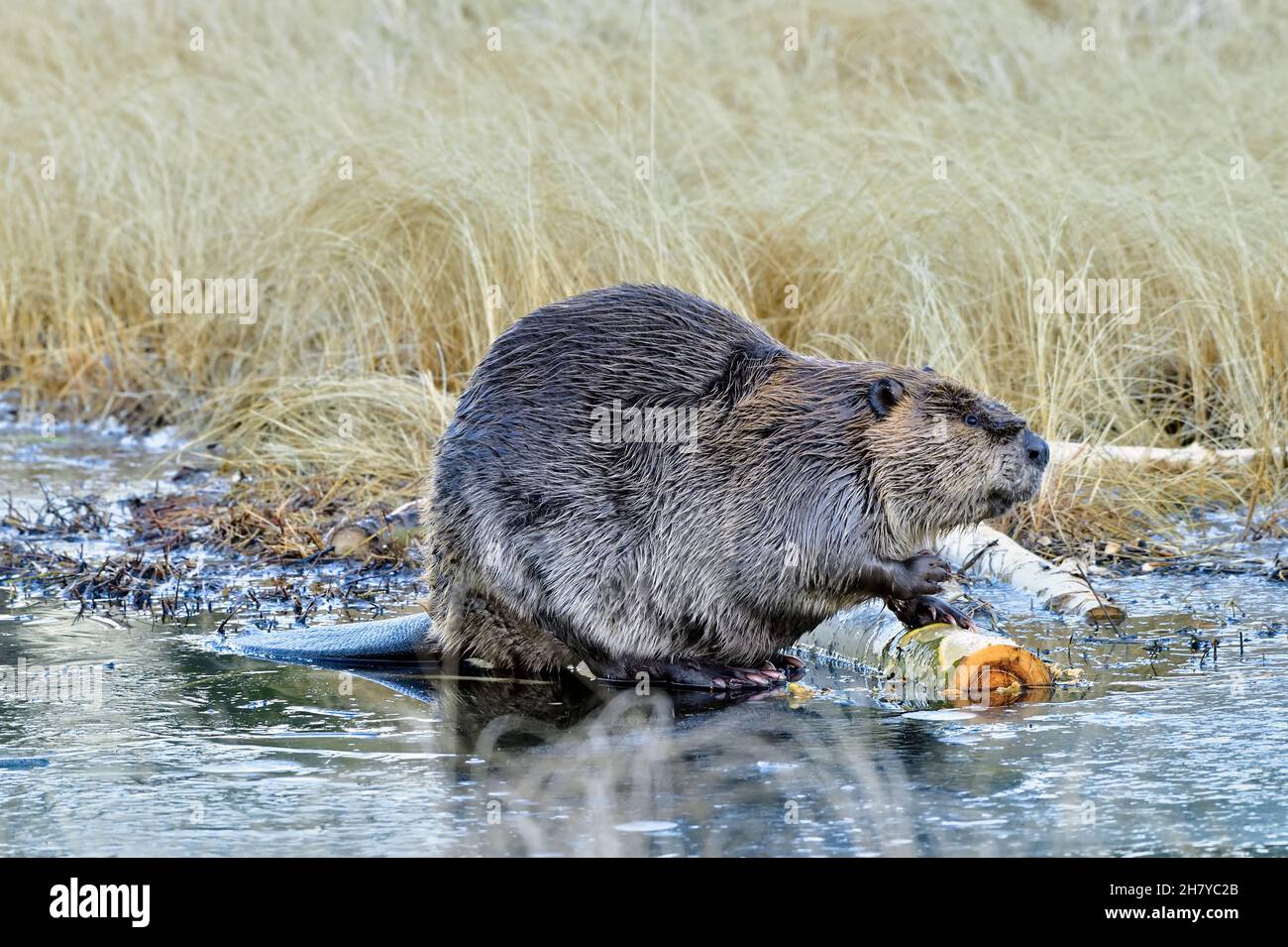 Un castor sauvage mâle, 'Castor canadensis', se nourrissant d'une écorce de peuplier qui est gelée dans la glace de son étang de castor Banque D'Images