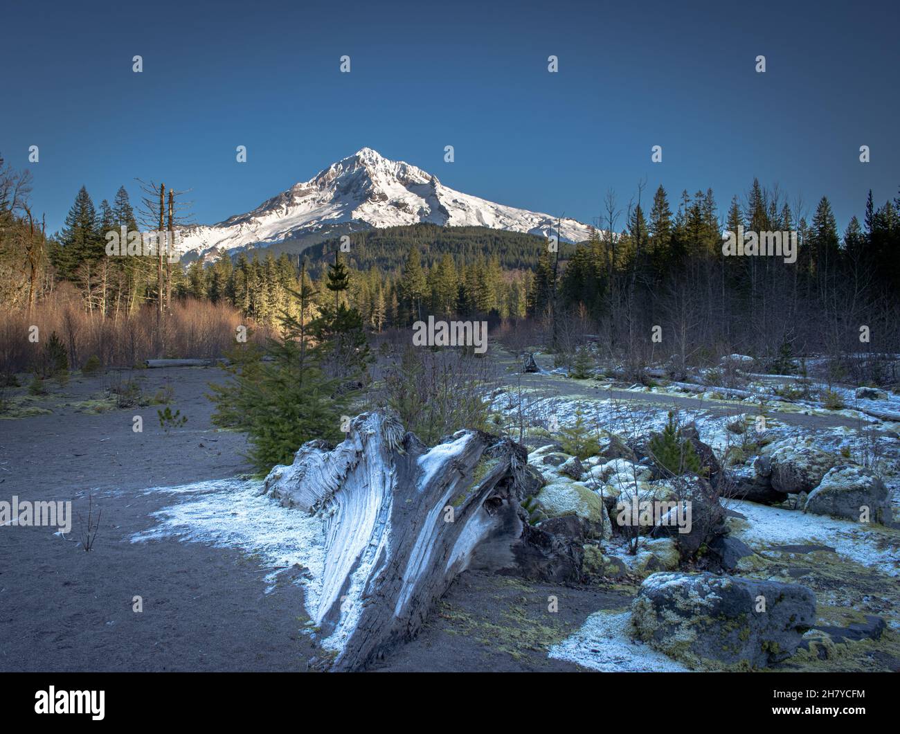 Vue sur un sommet de montagne enneigé, en premier plan un arbre de souche dans la neige, Mt.Hood National Forest, Oregon, États-Unis Banque D'Images