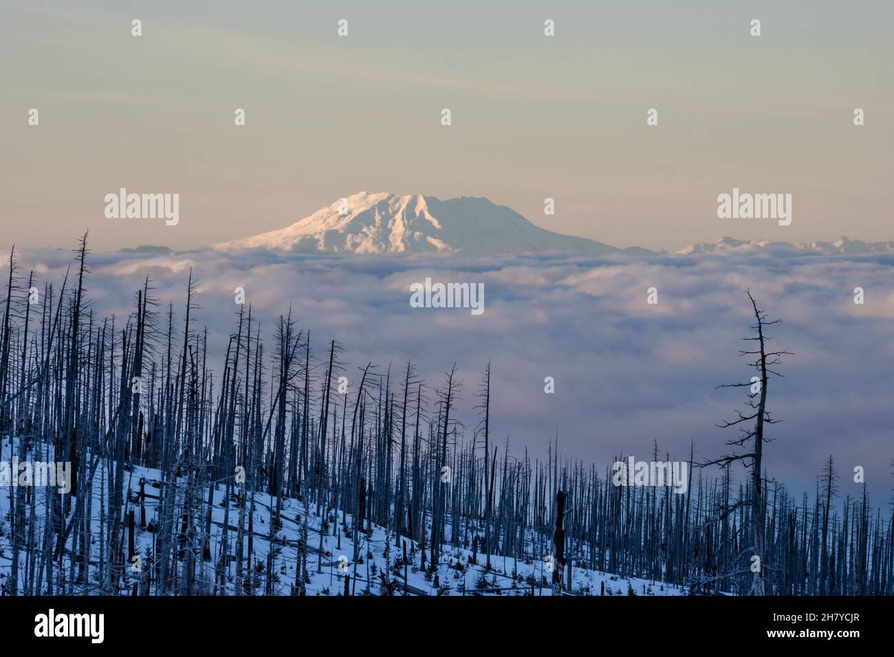 Vue sur un sommet de montagne enneigé et nuageux sur un fond de lever de soleil rose, au premier plan une forêt morte Banque D'Images