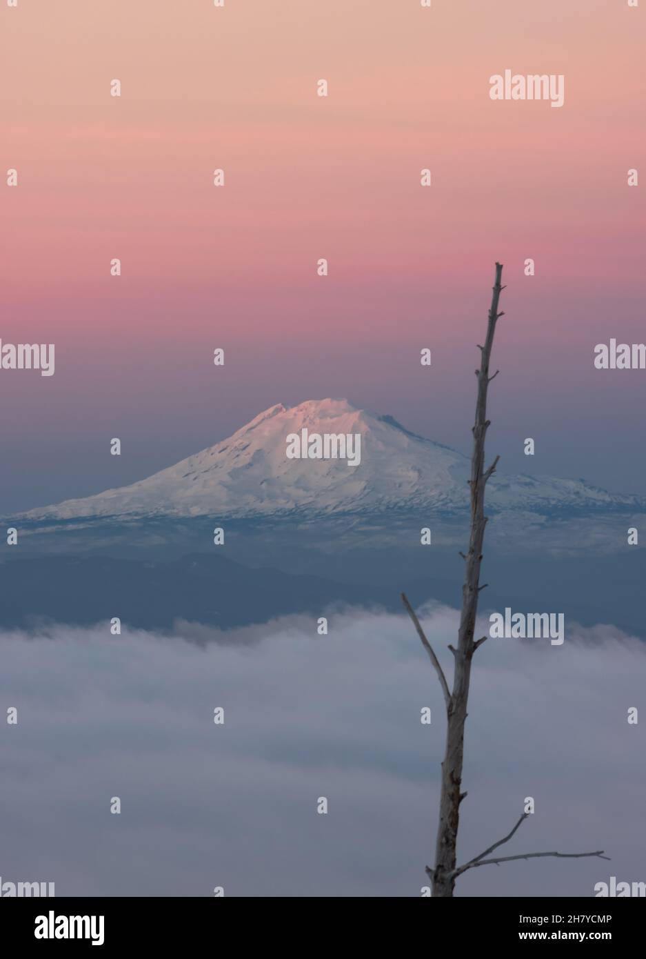 Vue sur un sommet de montagne enneigé et nuageux sur un fond de lever de soleil rose, au premier plan une forêt morte Banque D'Images