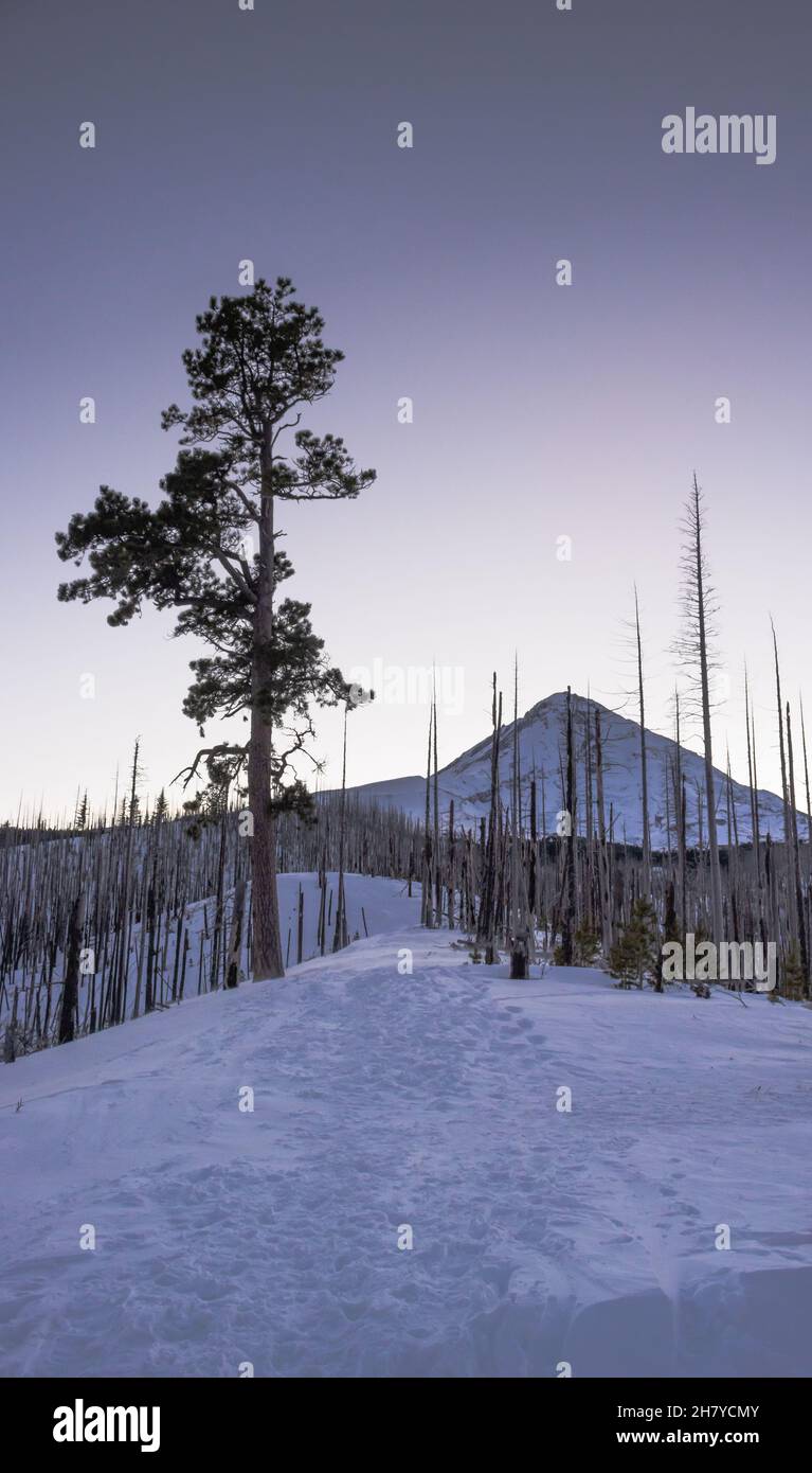 Vue sur un sommet de montagne enneigé et nuageux sur un fond de lever de soleil rose, au premier plan une forêt morte Banque D'Images