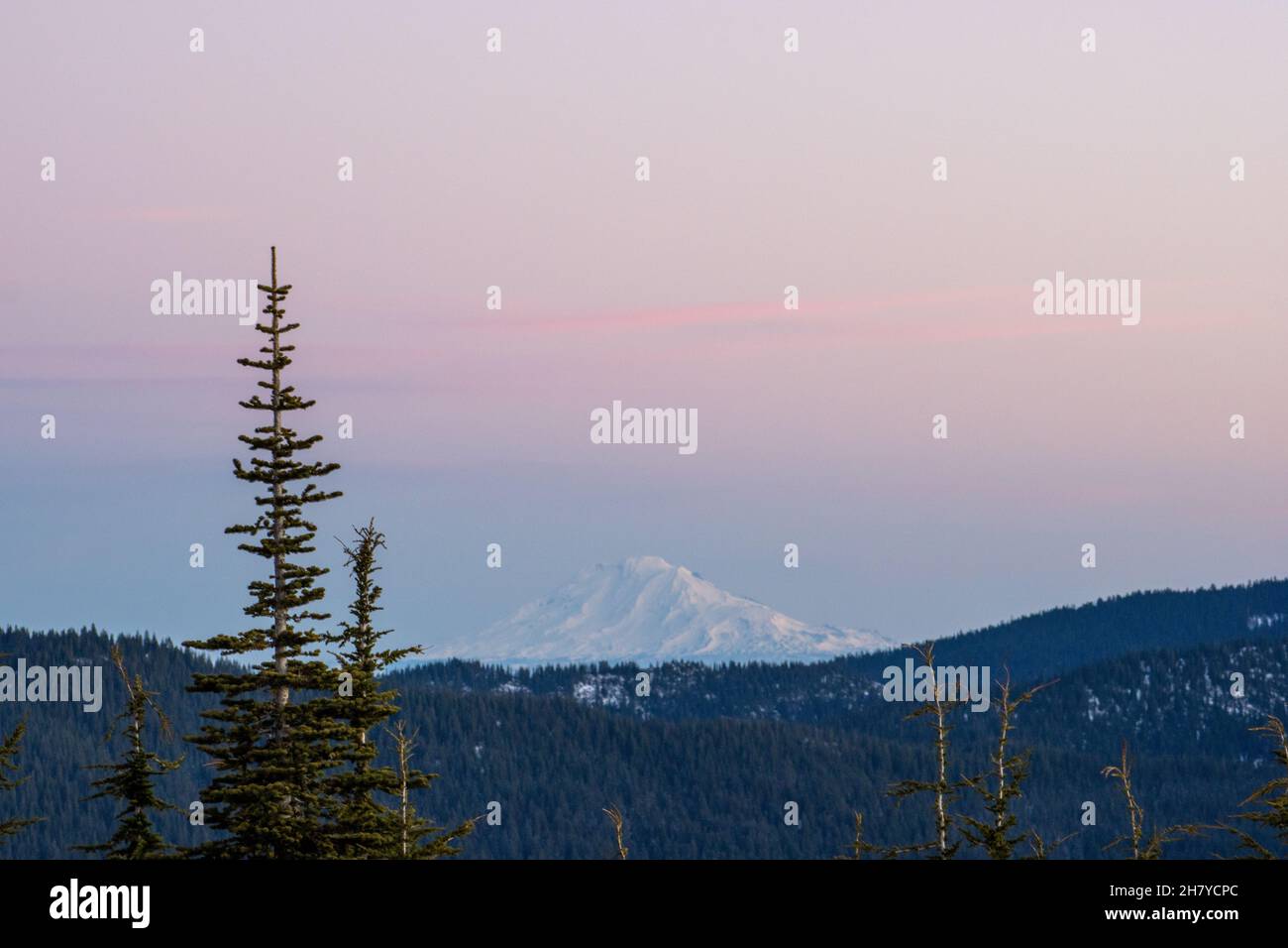 Vue sur un sommet de montagne enneigé et nuageux sur un fond de lever de soleil rose, au premier plan une forêt morte Banque D'Images