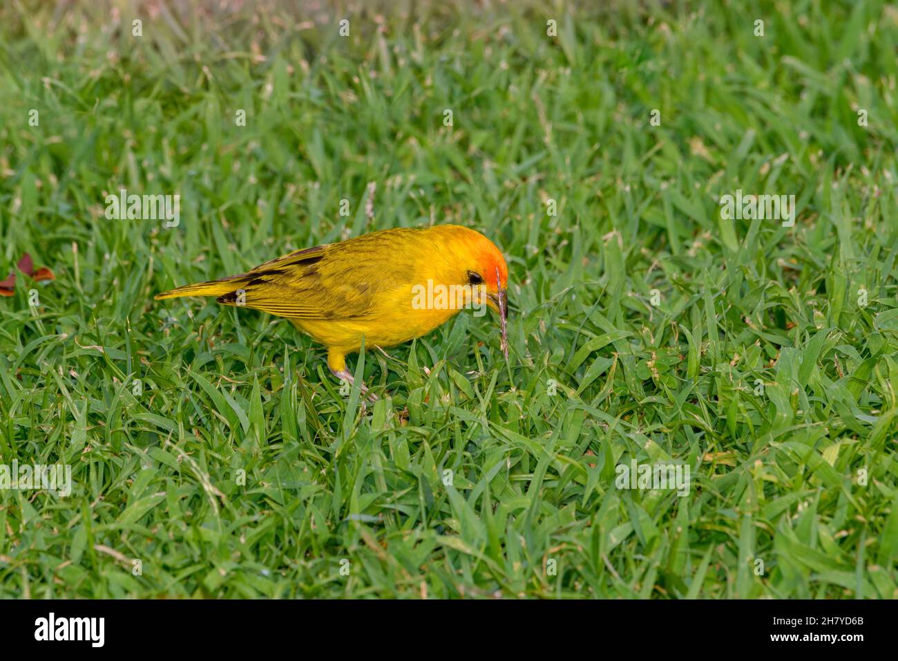Safran Finch (Sicalis flaveola) manger des graines d'herbe Banque D'Images
