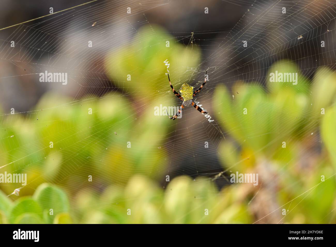 Araignée hawaïenne de jardin, argiope appensa orb-tissage Banque D'Images