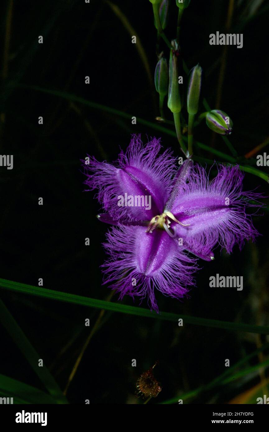 Les Lillies à franges (Thysanotus tuberosus) sont assez communes dans les bois du sud de l'Australie, mais sont toujours très jolies.Réserve de Baluk Willam. Banque D'Images