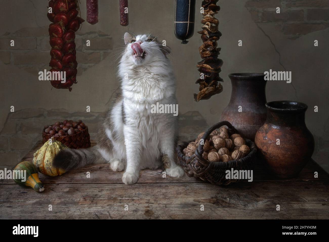 Chat Saucisse Banque De Photographies Et D Images A Haute Resolution Alamy