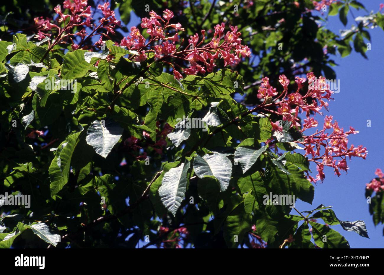 AESCULUS X CARNEA OU CHÂTAIGNE ROUGE EST UN ARBRE DE TAILLE MOYENNE. SES FLEURS VOYANTES SONT PORTÉES DANS DES PANACHES. QUEENSLAND, AUSTRALIE. Banque D'Images
