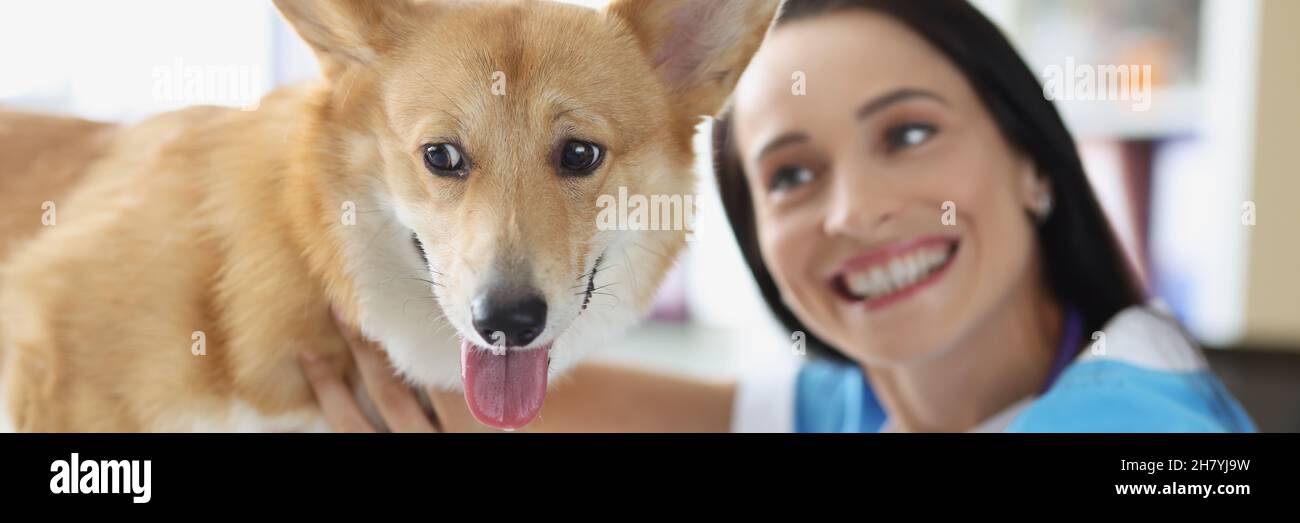 Sourire femme vétérinaire conduit l'examen de chien Banque D'Images