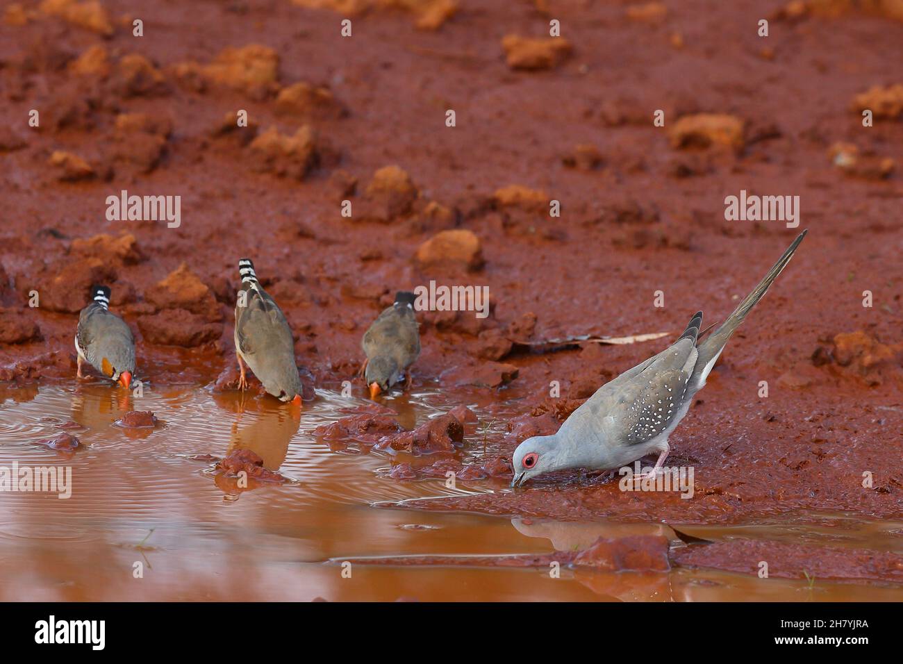 Colombe de diamant (Geopelia cuneata) buvant dans une flaque avec trois zèbre (Taeniopygia guttata).Wittenoom, Banque D'Images